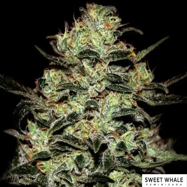 Producto - Sweet whale ADN Seeds company