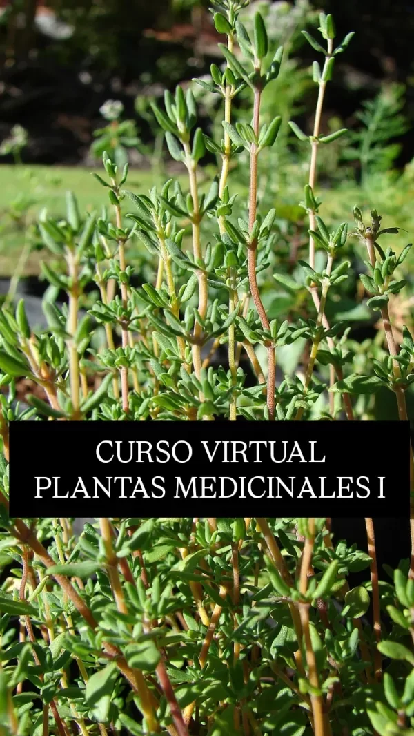 Producto - Curso Plantas Medicinales I