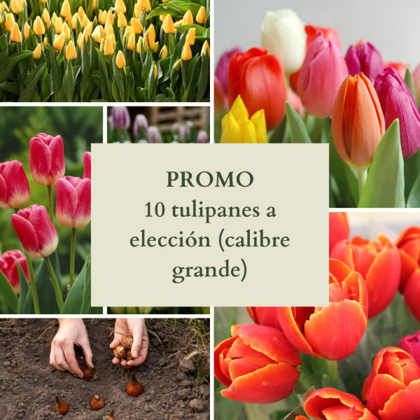 Producto - PROMO 10 bulbos de Tulipán colores a elección (calibre grande)
