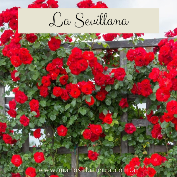 Producto - Rosal Clg. La Sevillana