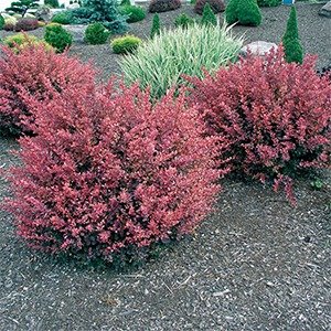 Producto - Berberis thunbergii 'Rose Glow'