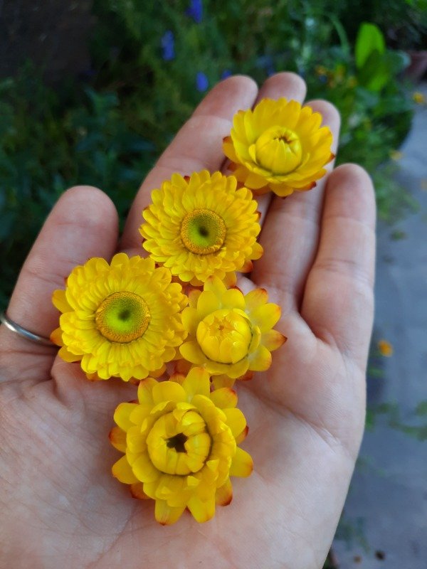 Producto - Flores de siempre viva/ Flor de papel