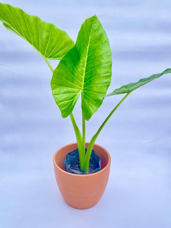 Producto - Alocasia en maceta de 3 LT + maceta Nórdica de barro N22