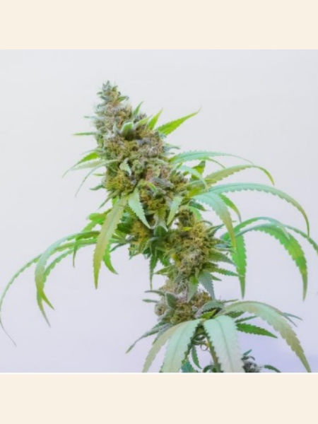 Producto - Malvina THC x4 - CONICET