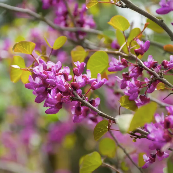 Producto - 15 semillas Cercis siliquastrum "Árbol de judea" "Árbol del amor"