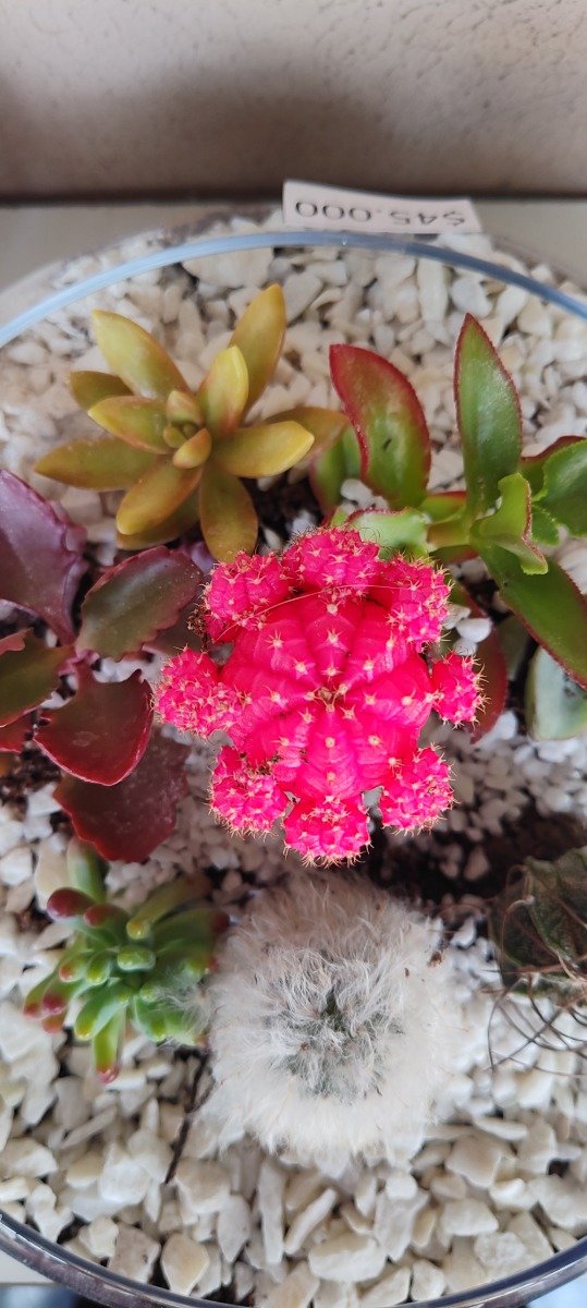 Producto - Terrario de Cactus injertado