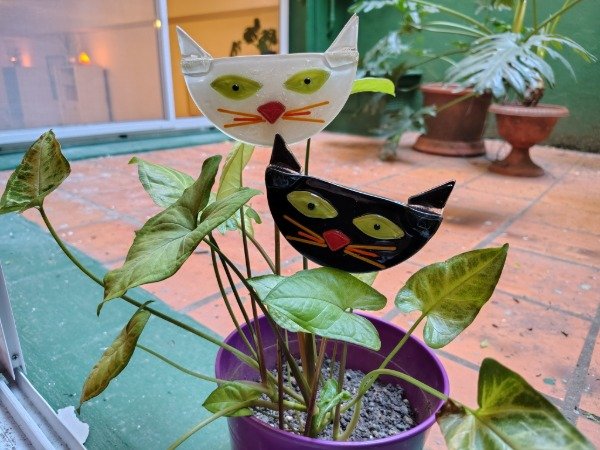 Producto - Tutor Gatitos