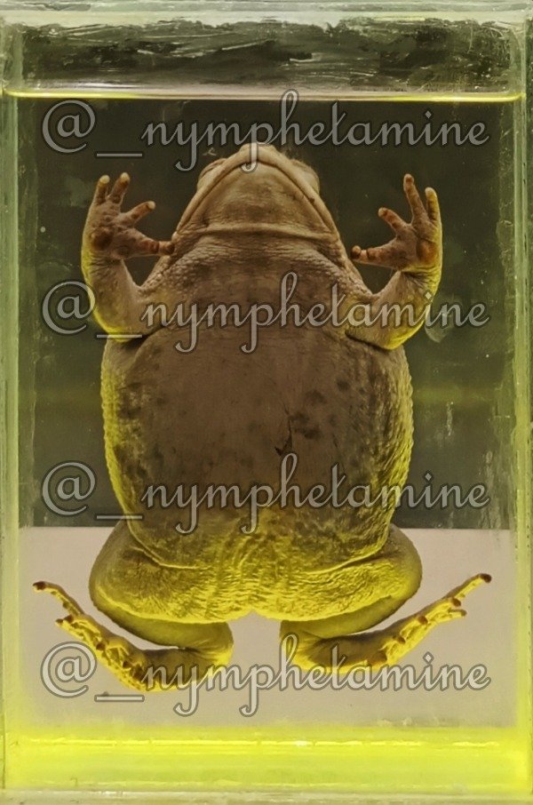 Producto - Impresión fotografía rana preservada