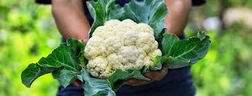 Producto - Coliflor