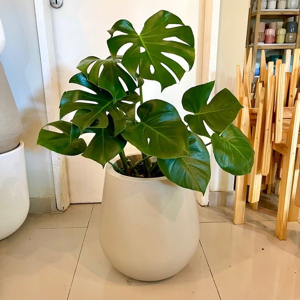 Producto - Monstera M grande - tupida doble planta