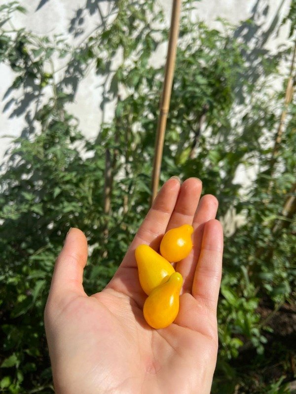 Producto - Semillas agroecologicas de cherry lagrima de oro