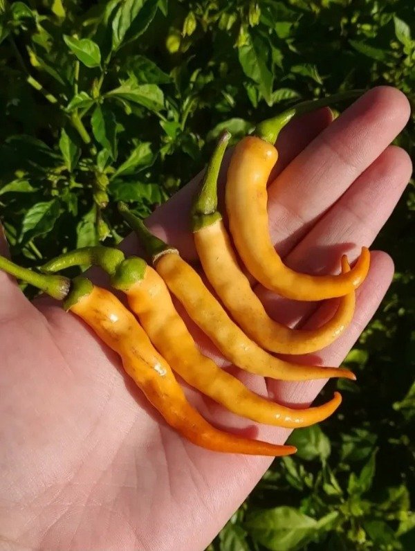 Producto - 15 Semillas de Ají Buena Mulata - 0