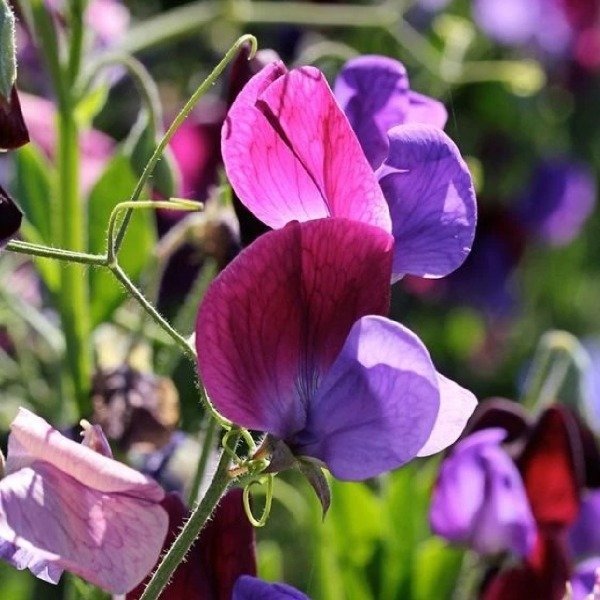 Producto - Arvejilla perfumada - Cupani - Lathyrus Odoratus - Sweet pea