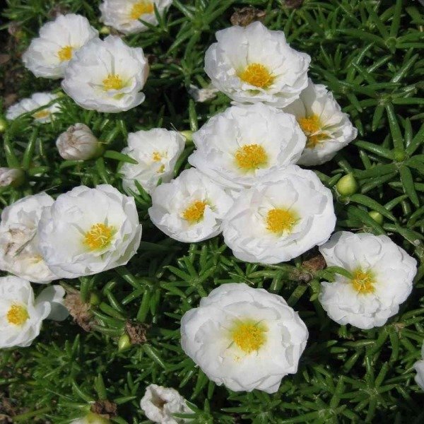 Producto - Semillas De Rosa De Musgo Portulaca Grandiflora Blanca - 2