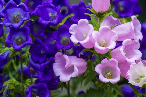 Producto - Semillas de Campanula mix