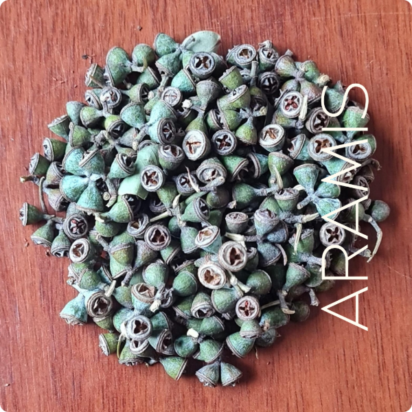 Producto - Vainas de eucalipto