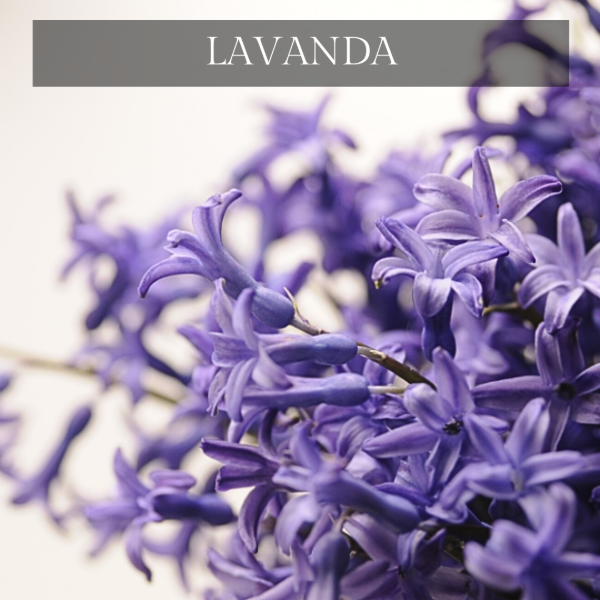Producto - ESENCIA DE LAVANDA