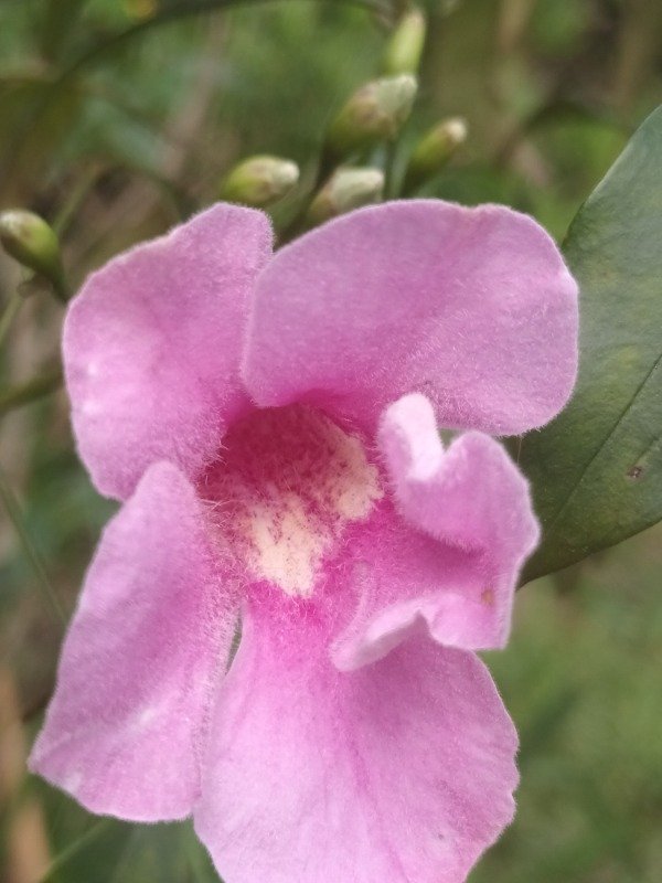 Producto - Bignonia Rosa - 1