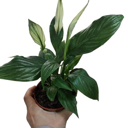 Producto - Spatyfillum