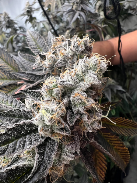 Producto - Spicy Banana x3 - Satan y Co Genetics