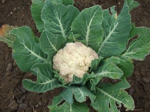 Producto - Coliflor Bola de Nieve