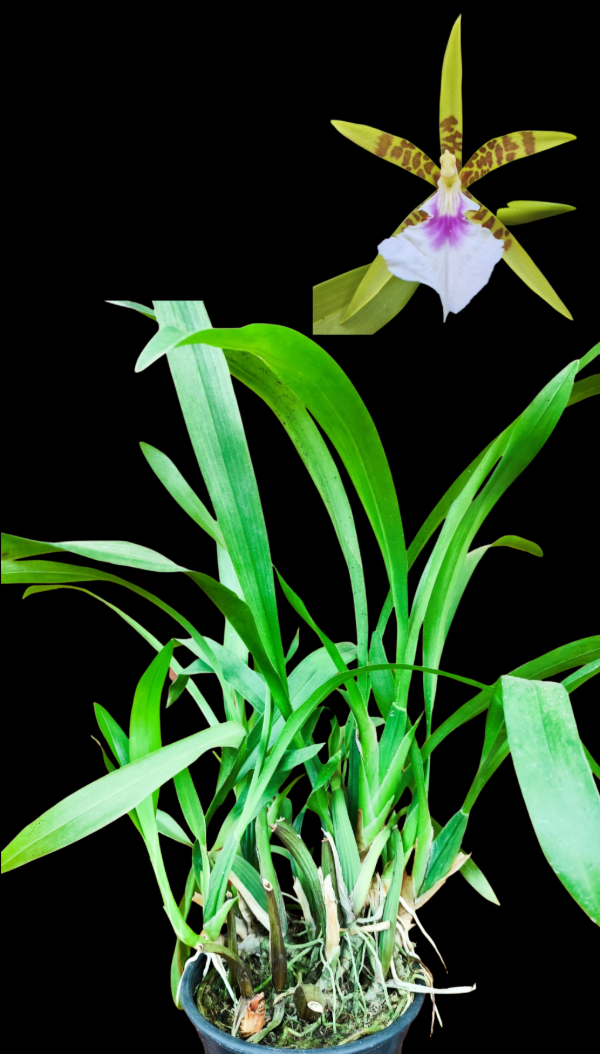Producto - Brassia x Aspasia Planta Grande