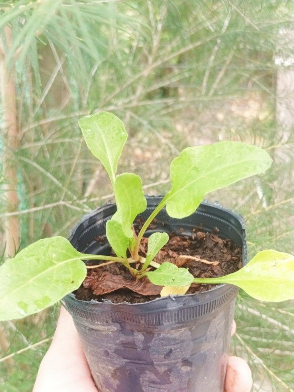 Producto - Acelga - 1