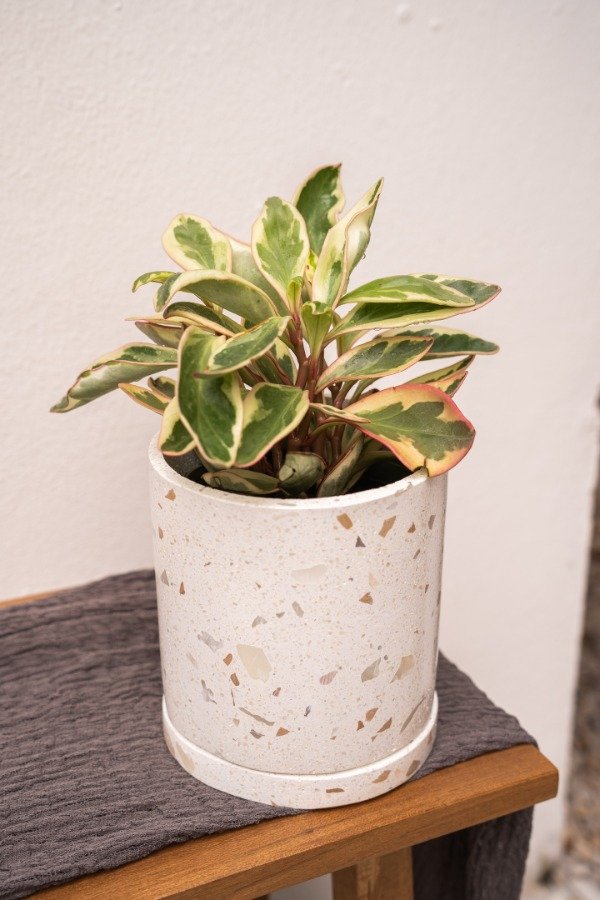 Producto - Maceta Cilindro de Terrazo