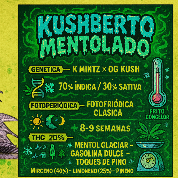Producto - SEMILLA STICKY FINGERS KUSHBERTO MENTOLADO