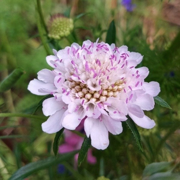 Producto - Escabiosa - rosa pálido - Scabiosa atropurpúrea