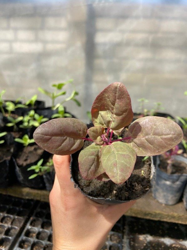 Producto - Semillas agroecologicas de espinaca rosa