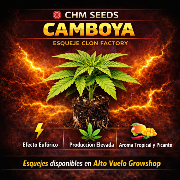 Producto - Esqueje Chr Seeds - Camboya