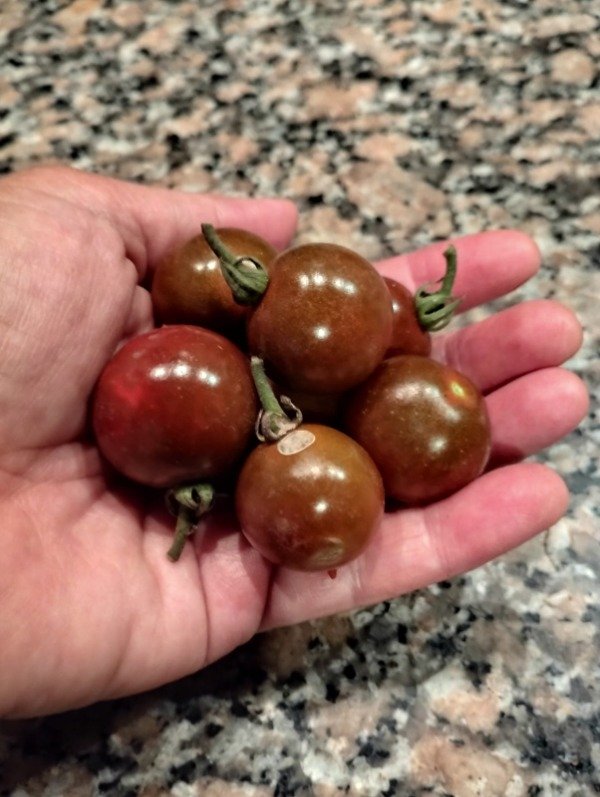 Producto - Mini kumato