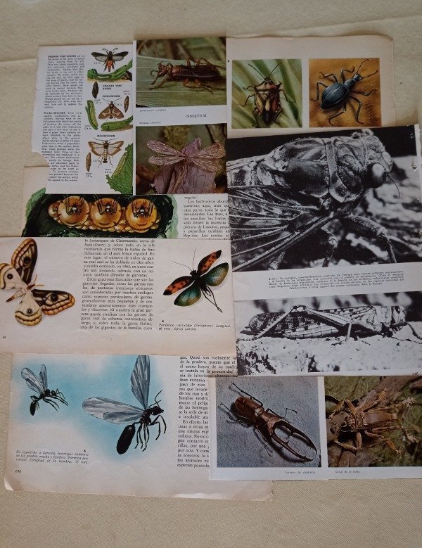 Producto - Imágenes insectos - 15 unidades