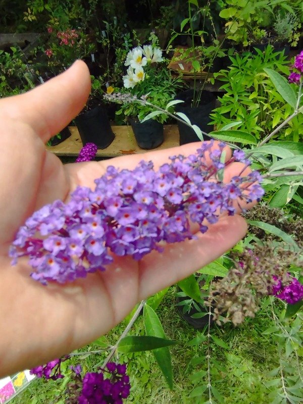 Producto - Buddleia davidii - 4