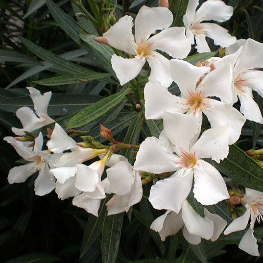 Producto - 30 Semillas Nerium oleander "Blanco"
