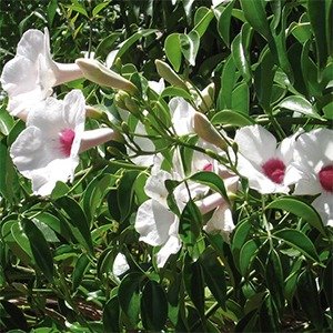Producto - Pandorea jazminoides (Bignonia blanca)