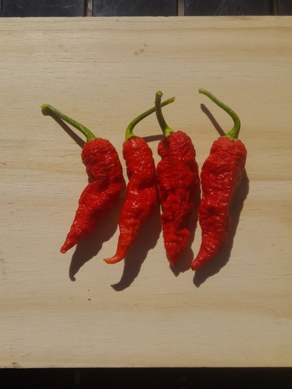 Producto - 10 Semillas de Ají Naga Boom - 1