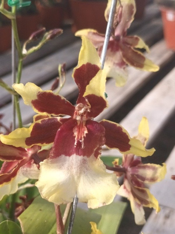 Producto - Oncidium Orquídea - 1