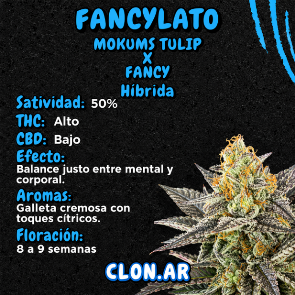 Producto - SEMILLA CLONAR FANCYLATO