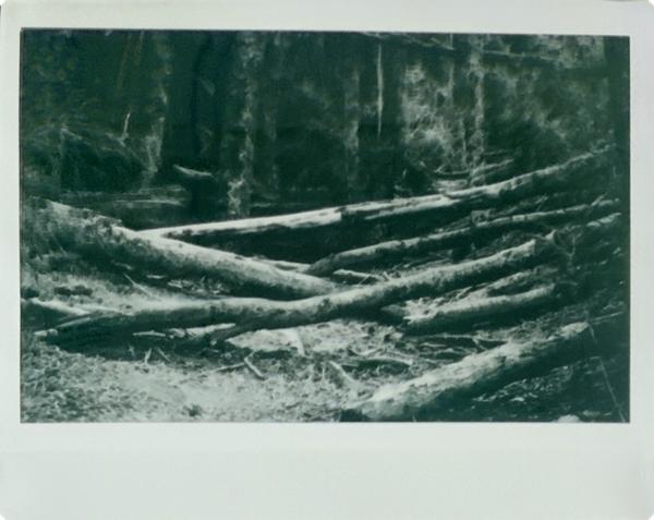 Producto - Árboles caídos