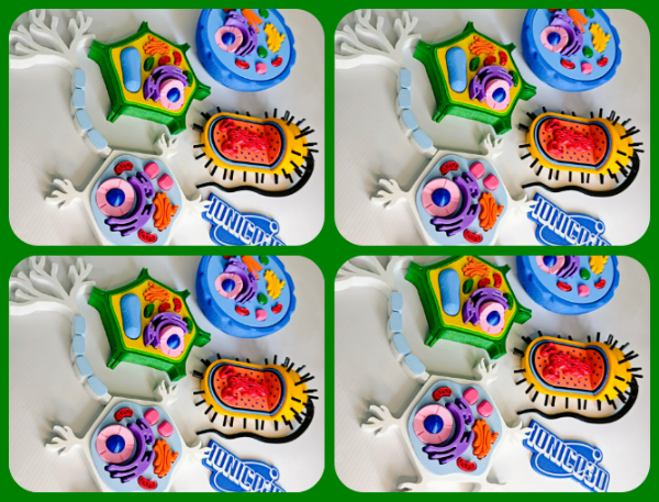 Producto - COMBO MAYORISTA REVENDEDOR  4 COMBOS CÉLULAS