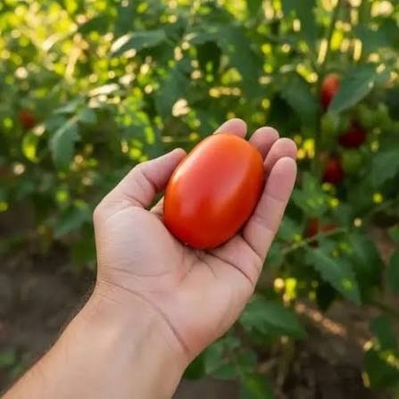 Producto - Tomates Perita Agroecológicos 500grs
