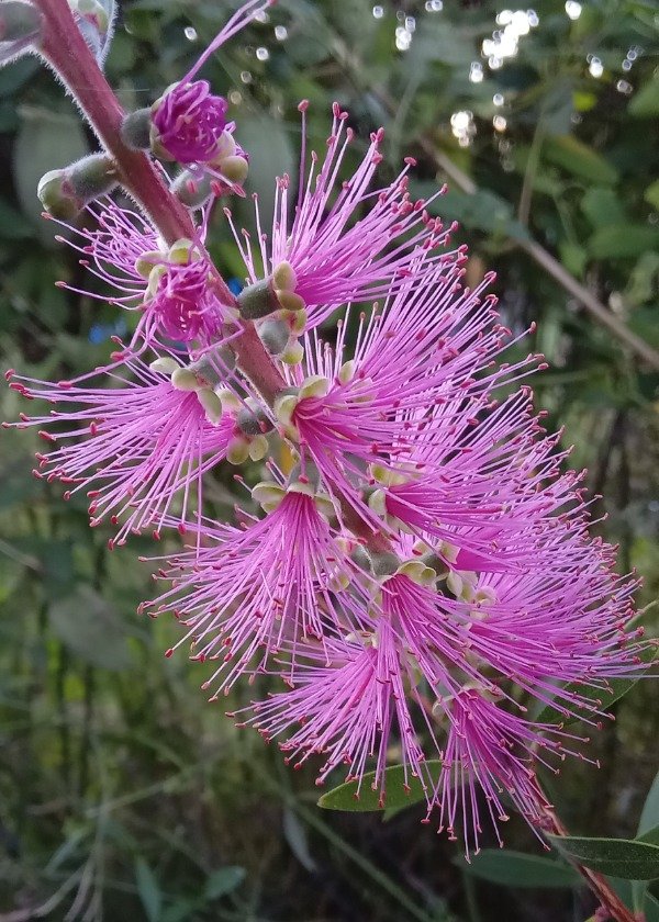 Producto - Limpiatubos Callistemon - 6