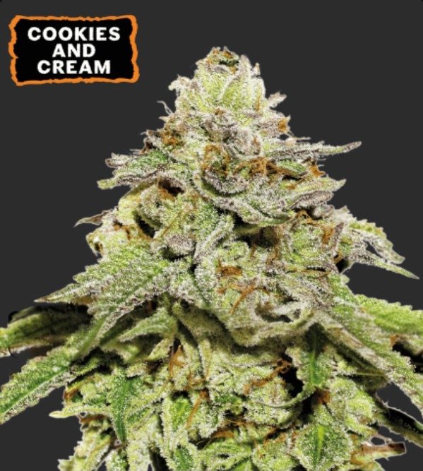 Producto - COOKIES AND CREAM AUTOFLORECIENTE