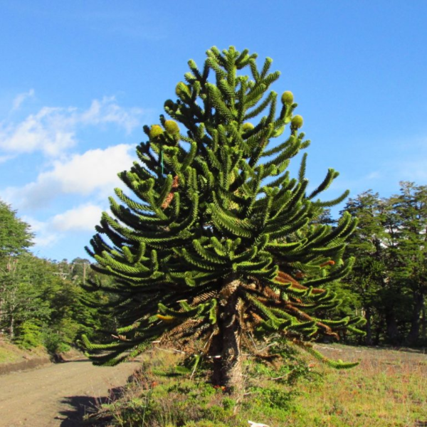 Producto - Araucaria araucana (Pehuén)