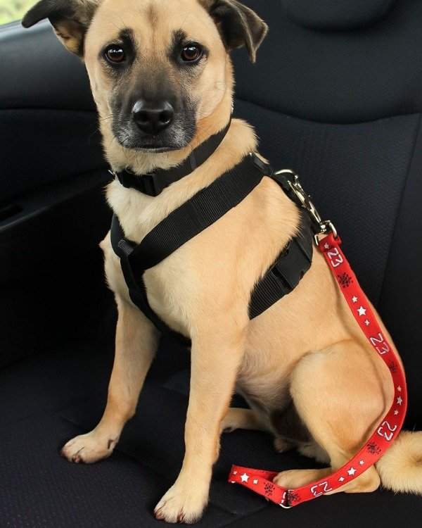 Producto - Cinturón de Seguridad para Mascota Arquero AFA