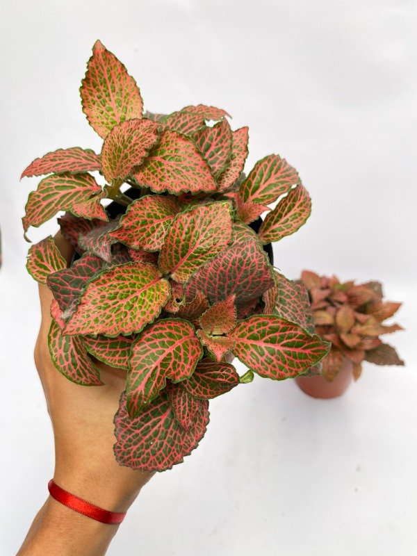 Producto - Fittonia Rosa n12