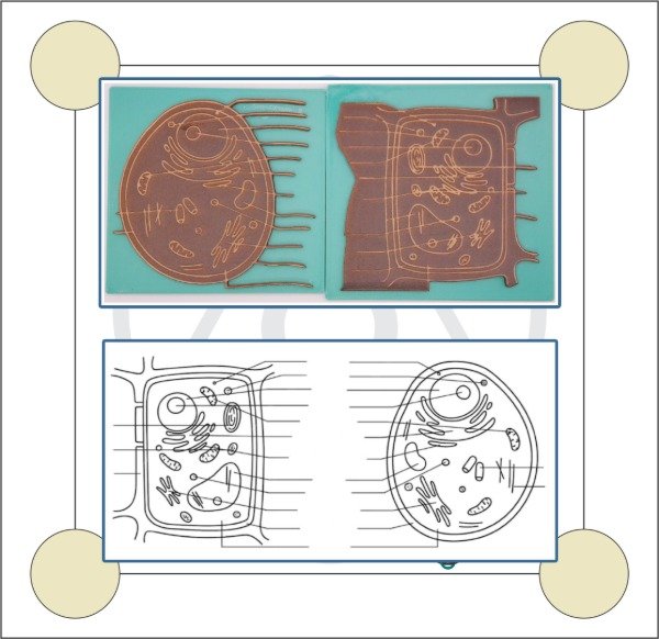 Producto - Sellos Celula Vegetal y Animal