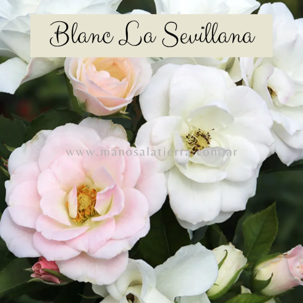 Producto - Rosal Blanc La Sevillana